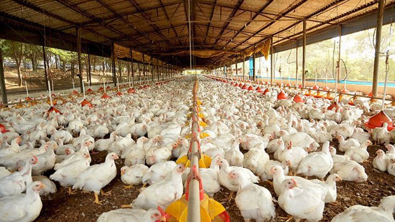 granja-de-frango