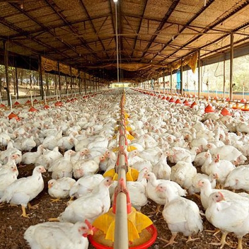 granja-de-frango