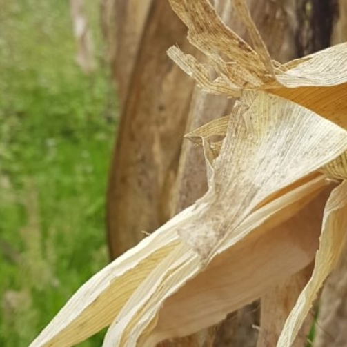 whatsapp-image-2021-05-25-at-145649-800x445