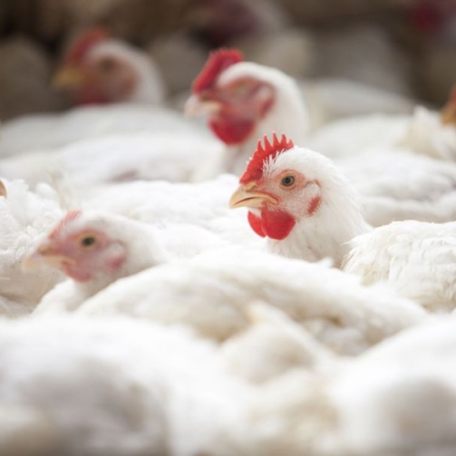 Data: 20.05.2015
Local: São José do Rio Pardo, SP
Cliente: DBA / Agroceres
Assunto: Granja Grego.
Foto: Julio Bittencourt