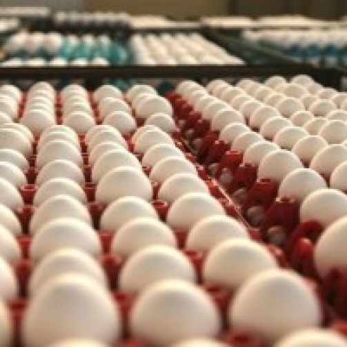 ovos-MC-paulo-pinto-fotos-publicas-14-11-19