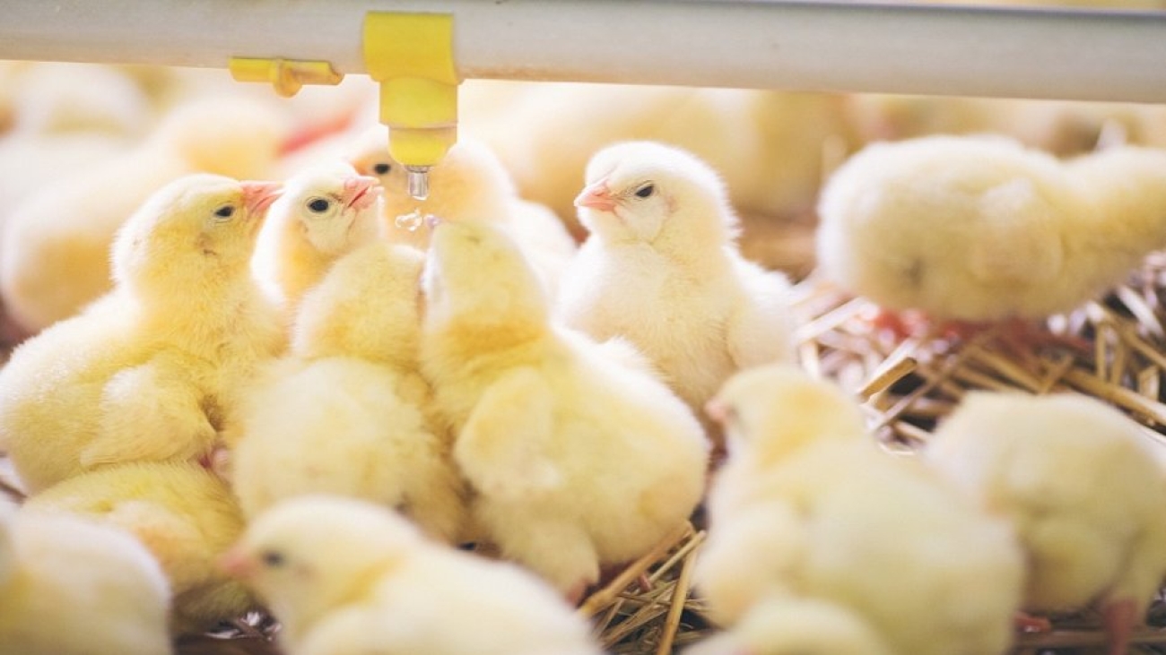 csm_Baby_chicks_at_farm_Presentation_168100_682ffdf39b
