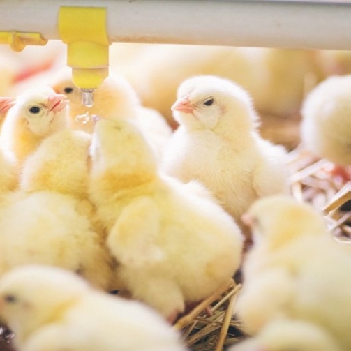 csm_Baby_chicks_at_farm_Presentation_168100_682ffdf39b