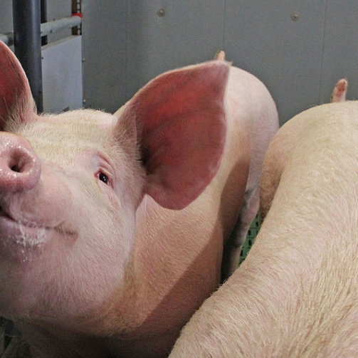 csm_Mastschwein-AT_20723254fa