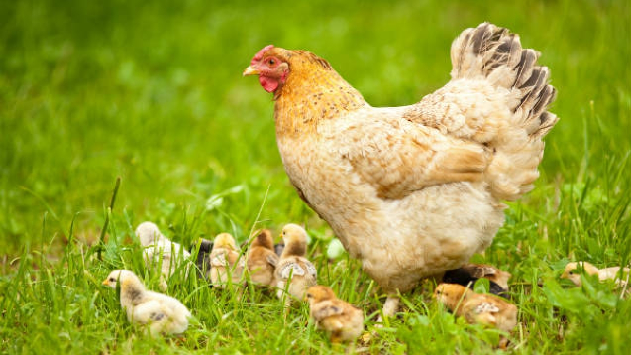 galinhas-livres-de-gaiola-cage-free-tecnologia-e-teinamento