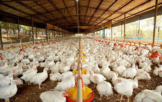granja-de-frango
