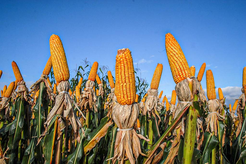 Agricultores-do-Parana-preveem-queda-de-4-por-cento-na-producao-de-feijao-milho-e-soja-foto-Agencia-Parana201102150001