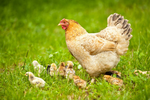 galinhas-livres-de-gaiola-cage-free-tecnologia-e-teinamento