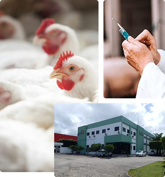 Montagem com aves, trabalho técnico e fachada da EPE